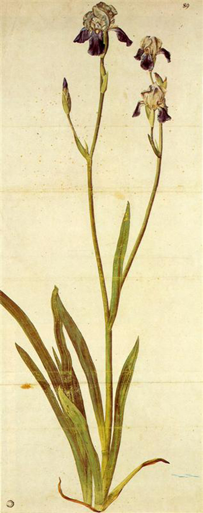 Iris Albrecht Durer